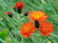 Orange Hawkweed Flower
