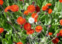Orange Hawkweed Plant