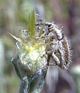 Eustenopus villosus (seed head weevil)