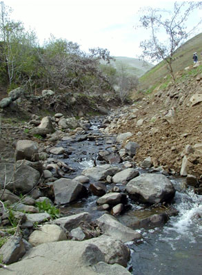 Riparian Stream Area Image 2