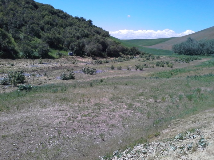 South Tom Beall Creek Riparian Buffer Project - 2011