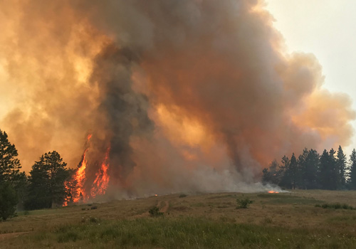 Wildfire Restoration