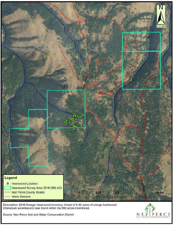 2016 Hawkweed Map