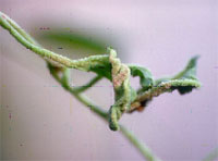 Damaged Field Bindweed