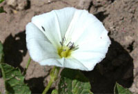 Field Bindweed Flower