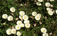 Field Bindweed Plant