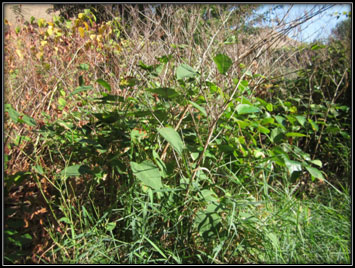 Knotweed Treatment