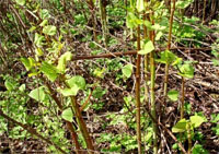 Knotweed early growth