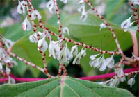 Knotweed flower