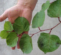 Knotweed leaves