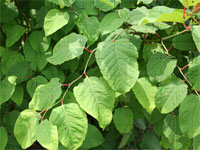 Knotweed plant