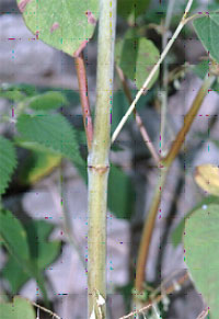 Knotweed stem