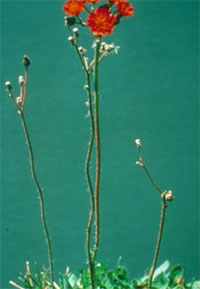 Orange Hawkweed Stem