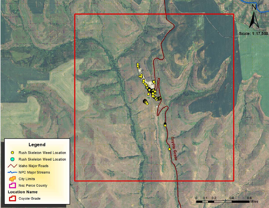 Rush Skeletonweed Infestion Area-Coyote Grade