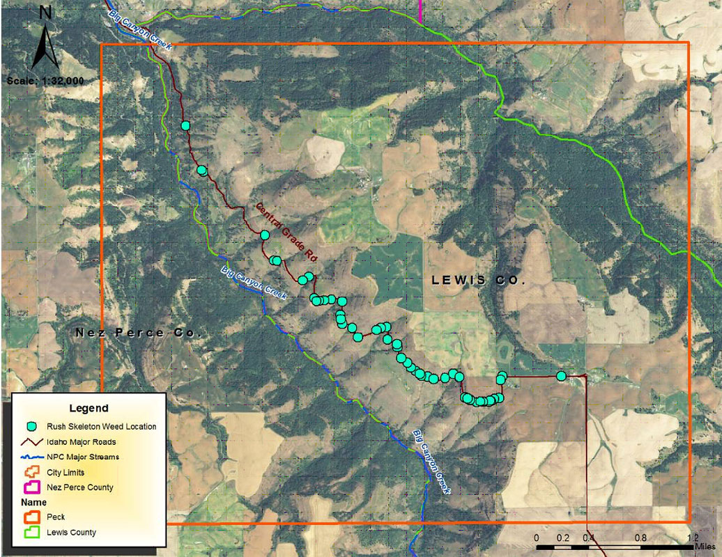 Rush Skeletonweed Infestation Area-Lewis County