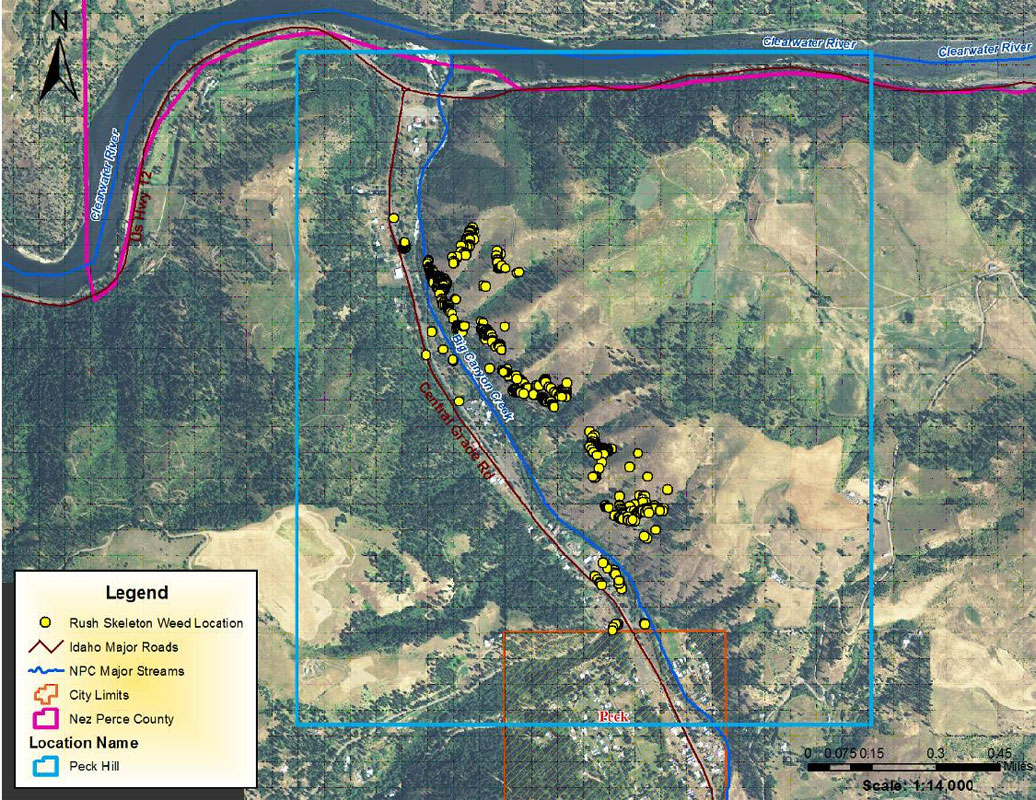 Rush Skeletonweed Infestation Area-Peck