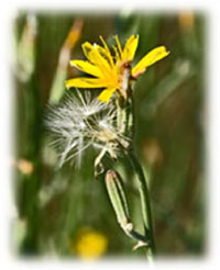 Rush Skeletonweed Flower