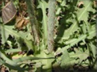 Rush Skeletonweed Leaves