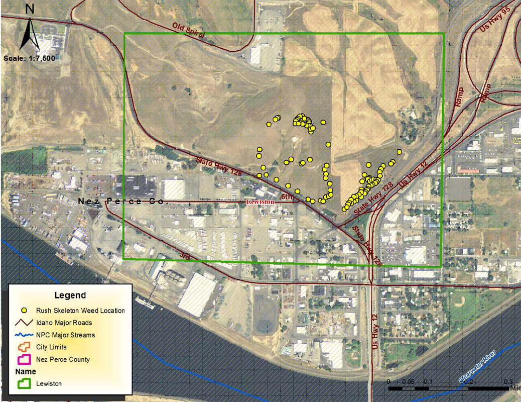 Rush Skeletonweed Infestation Area Detail-Lewiston