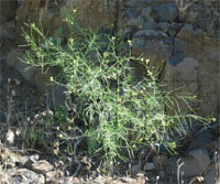 Rush Skeletonweed Mature Plant