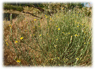 Rush Skeletonweed Plant