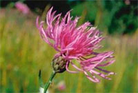 Spotted Knapweed flower