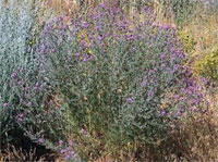 Spotted Knapweed Plant