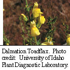 Dalmation Toadflax