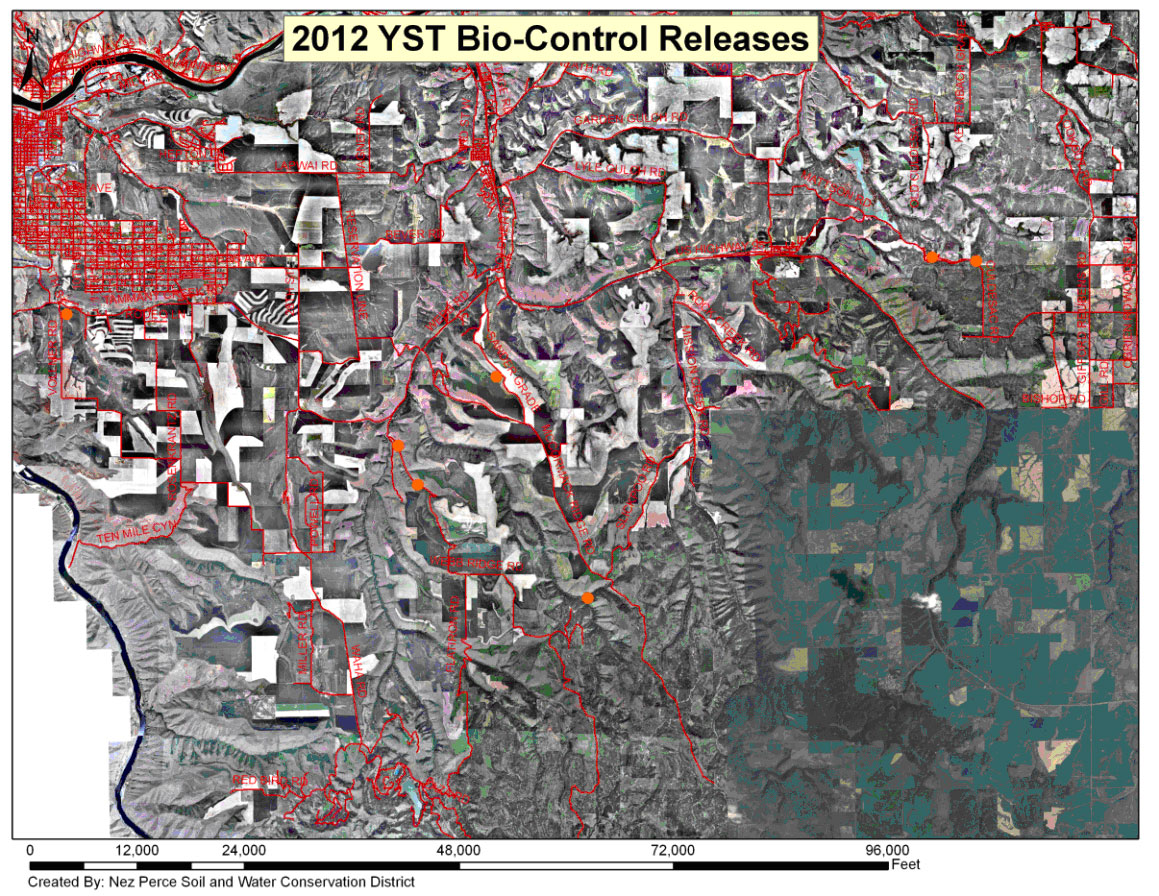 Yellow Star Biocontrol Releases Map