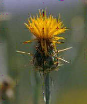 Yellow Star Thistle Flower