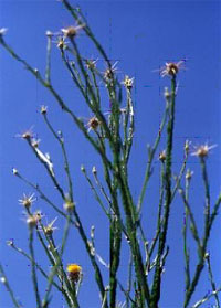 Yellow Star Thistle Plant