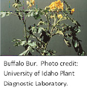 Buffalo Bur