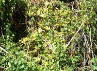 White Bryony