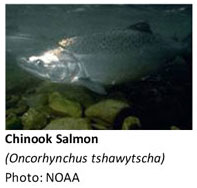 Chinook Salmon