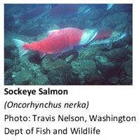 Sockeye Salmon