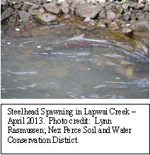 Steelhead Spawning