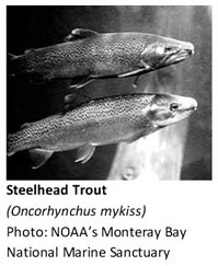 Steelhead Trout