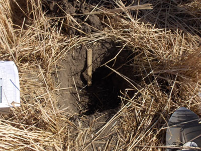 Palouse Conventional Tillage site