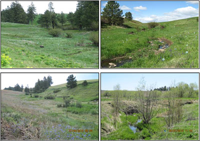 Vegetative Plantings