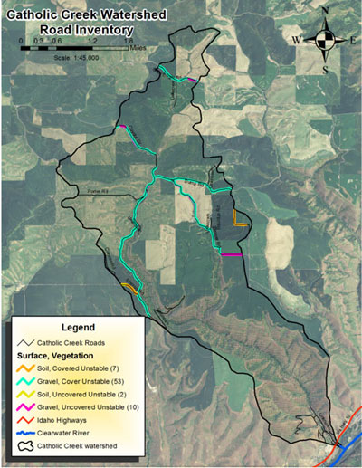 Catholic Creek Road Surface Vegetation