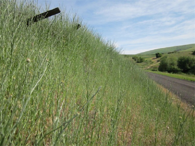 Biocontrol release on yellow starthistle