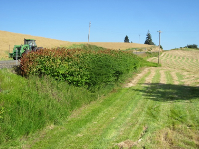 2011 knotweed before treatment