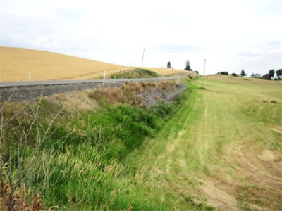 2013 knotweed after treatment