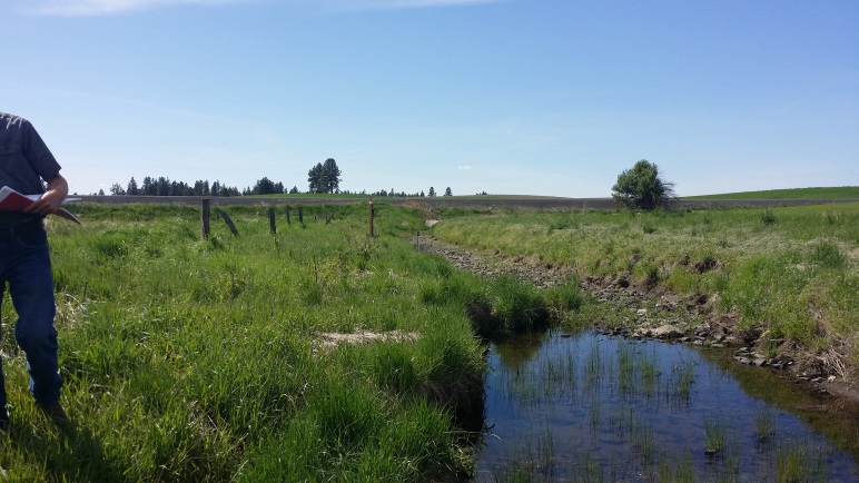 North Reubens Riparian 2015