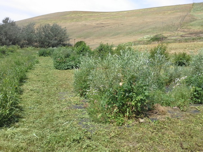 Riparian Zone Mowing