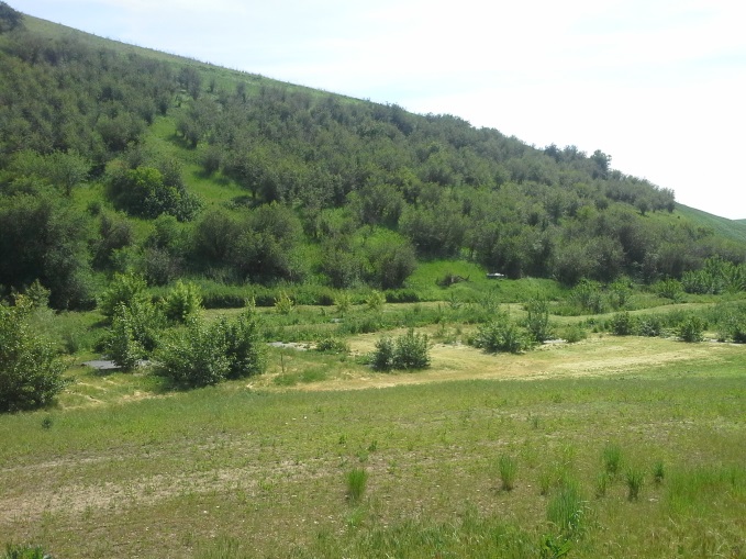 South Tom Beall Creek Riparian Buffer Project - 2017